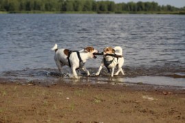 IMG 0526